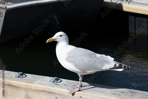 Gaviota blanca parada sobre muelle