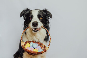 Happy Easter concept. Preparation for holiday. Cute puppy dog border collie holding basket with Easter colorful eggs in mouth isolated on white background. Spring greeting card