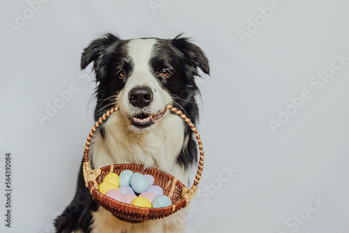 Happy Easter concept. Preparation for holiday. Cute puppy dog border collie holding basket with Easter colorful eggs in mouth isolated on white background. Spring greeting card © Юлия Завалишина