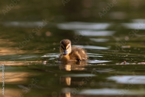 Anas platyrhynchos duckling