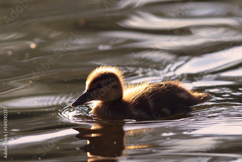 cute young mallard duckling photo