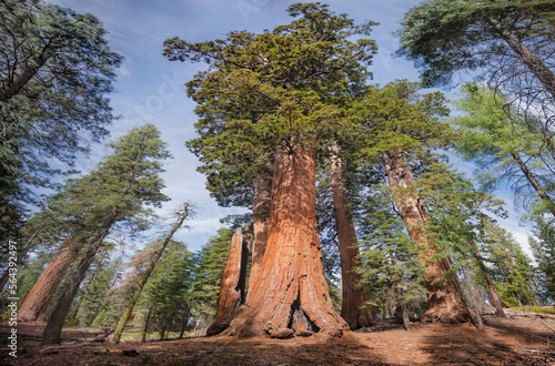 Giant Sequoia's