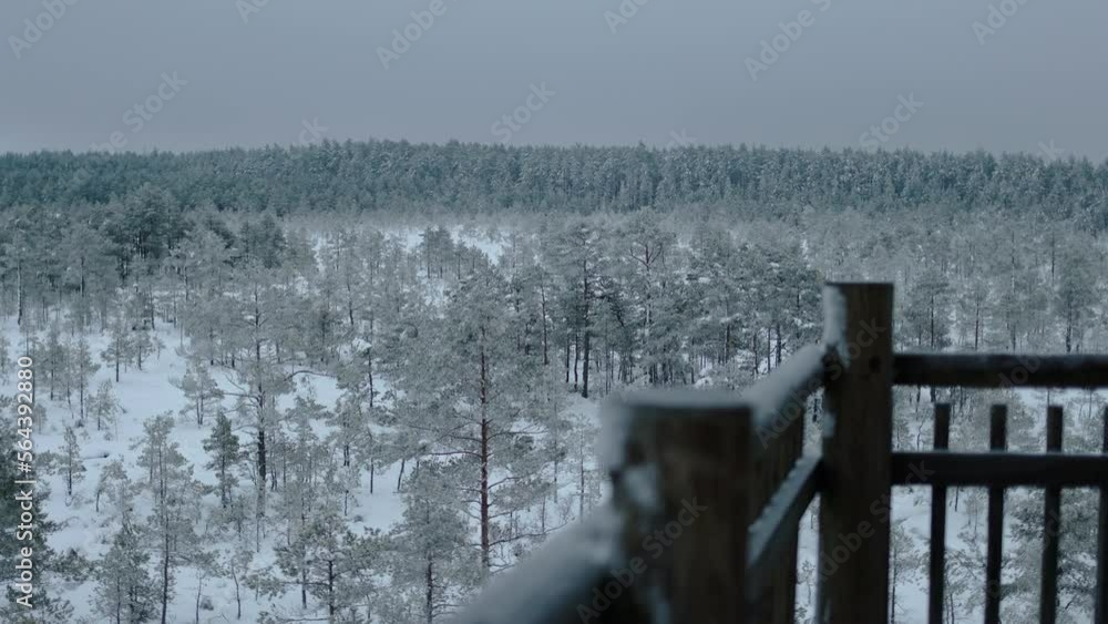 Estonian Bog in early snowy winter morning with dark blue hour Estonian Bog in early snowy winter morning with dark blue hour