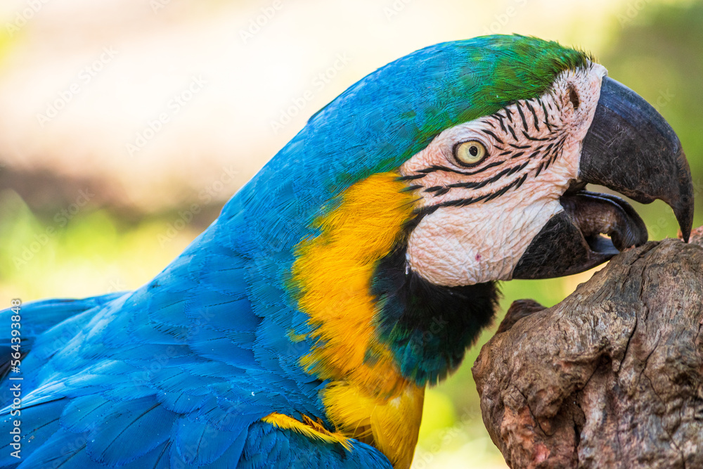 Obraz premium blue and yellow macaw
