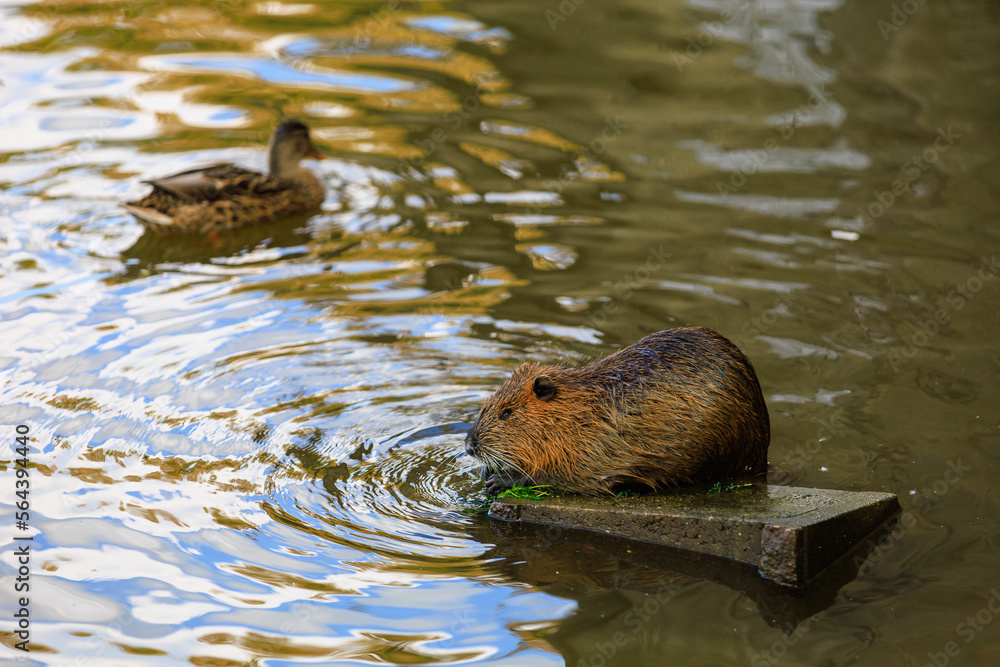 Nutria on the banks of the Vltava river in Prague the capital of the Czech Republic. Urban animals.Background Nutria on the banks of the Vltava river in Prague the capital of the Czech Republic. Urban animals.Background