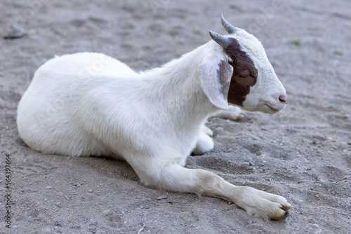 Fototapeta Naklejka Na Ścianę i Meble -  Goat at the beach of Lago General Carrera in Puerto Rio Tranquilo, Chile