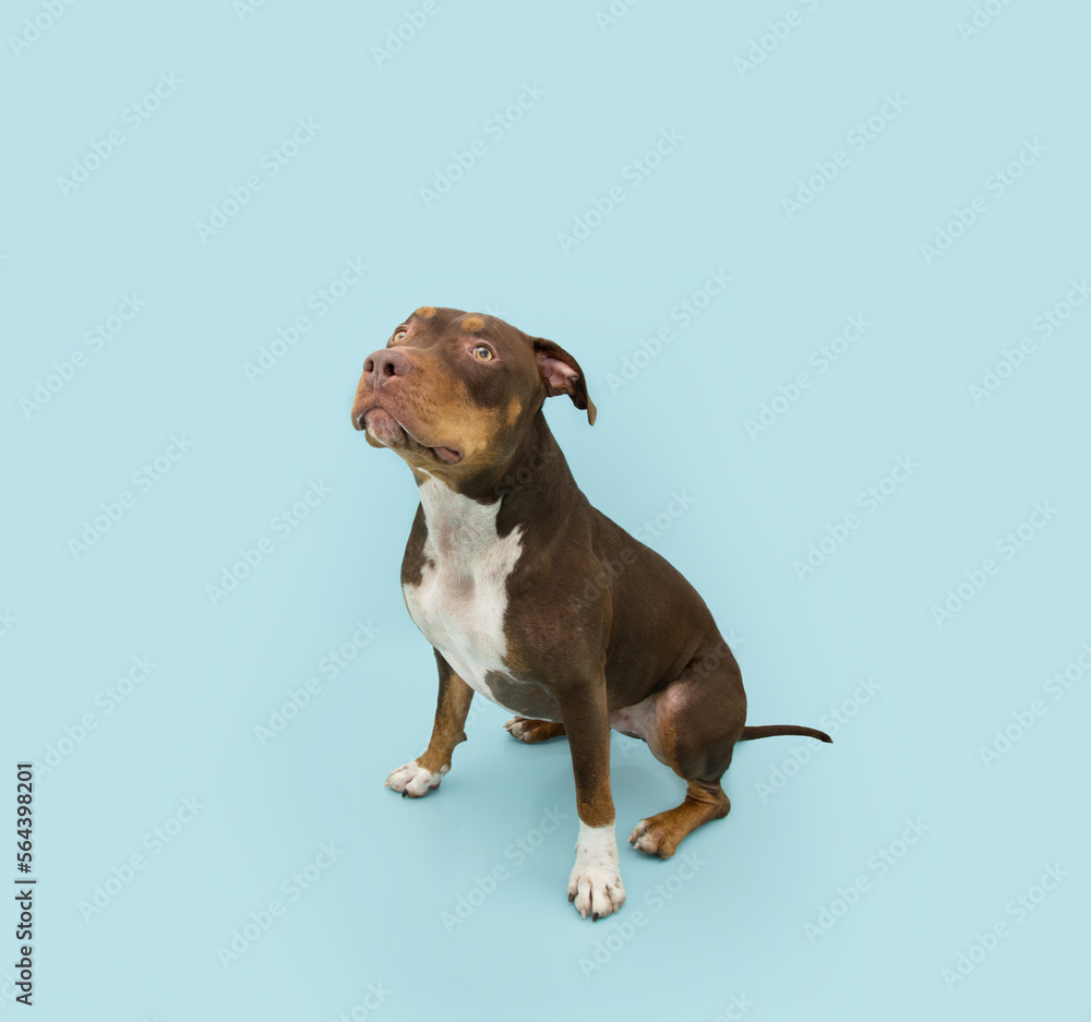 Portrait mixed-breed american staffordshire with afraid, fear, stressed, guilty expression face. sitting. Isolated on blue pastel background