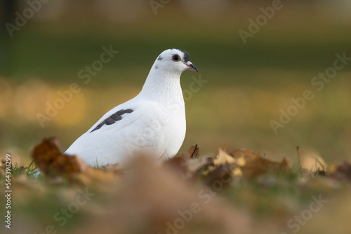 Decorative pigeon (white with a bit of gray), breeding pigeon