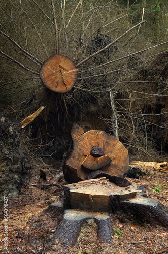 A fallen log reveals rugged rings, time carved in wood, amid a quiet forest.