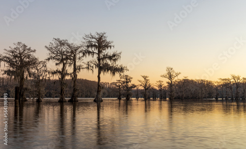 Beautiful cypress trees on Caddo Lake, Texas, on a winter morning
