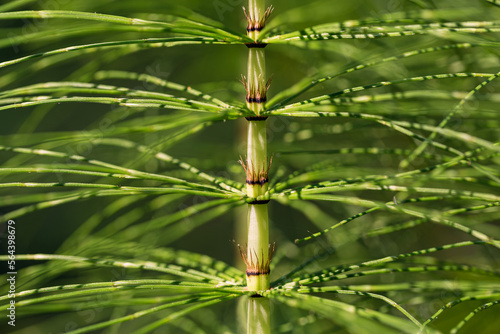 A green background of Detail of horsetail stem. Wild plant also called Tolkachik or Equisetum arvense. Selective focus  out of focus areas.
