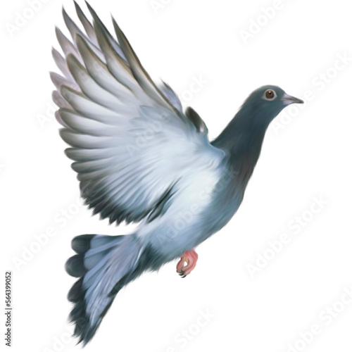 Cute Pigeon brid illutration isolated detoured