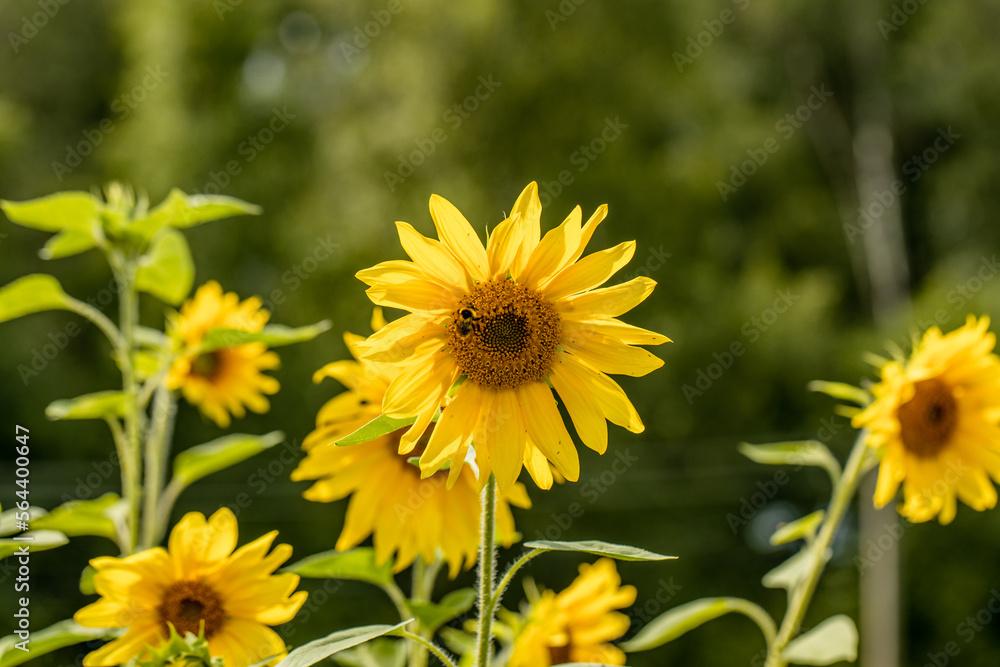 Yellow sunflower in the sunset light. Close-up. Sunflower, close-up. Yellow big flower. Yellow sunflower in the sunset light. Close-up. Sunflower, close-up. Yellow big flower.
