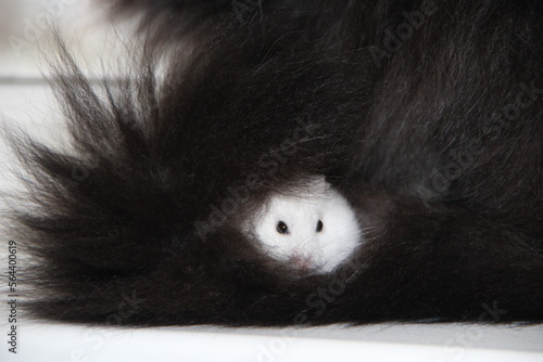 white hamster hides in thick fur of black cat. Love of pets. Friendship