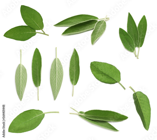 Set with fresh sage leaves on white background