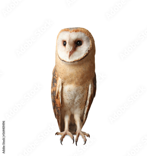 Beautiful common barn owl on white background