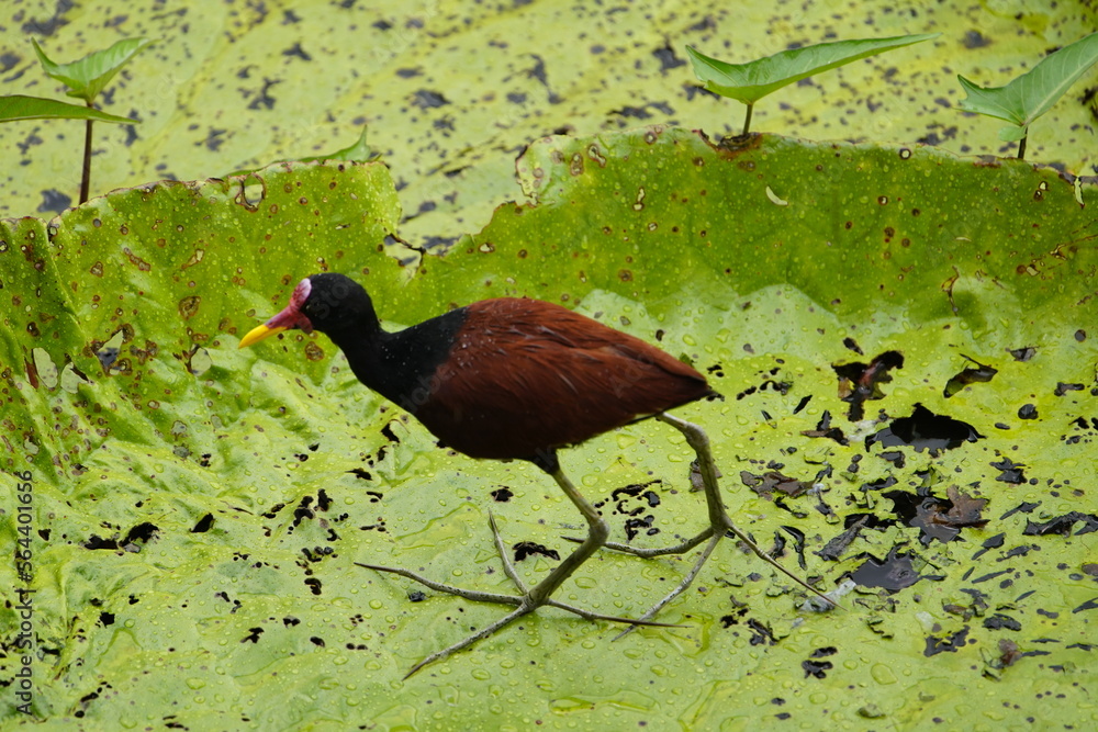 The Wattled Jacana (Jacana jacana) is a wader which is a resident
