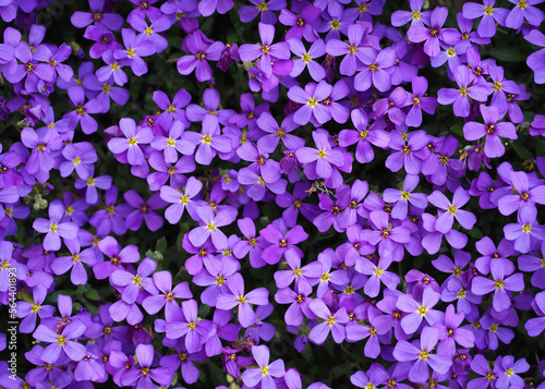 violet flowers background . a lot of small purple flowers of the small periwinkle in spring, front view. purple background with flowers.  macro