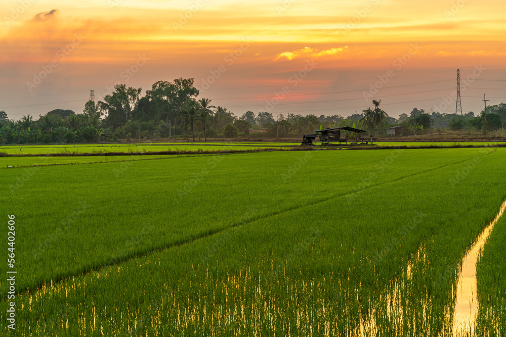 Scenic view landscape of Rice field green grass with field cornfield or in Asia country agriculture harvest with fluffy clouds blue sky sunset evening background. Scenic view landscape of Rice field green grass with field cornfield or in Asia country agriculture harvest with fluffy clouds blue sky sunset evening background.