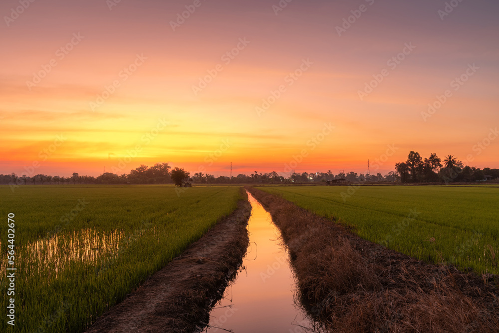 Obraz premium Scenic view landscape of Rice field green grass with field cornfield or in Asia country agriculture harvest with fluffy clouds blue sky sunset evening background.
