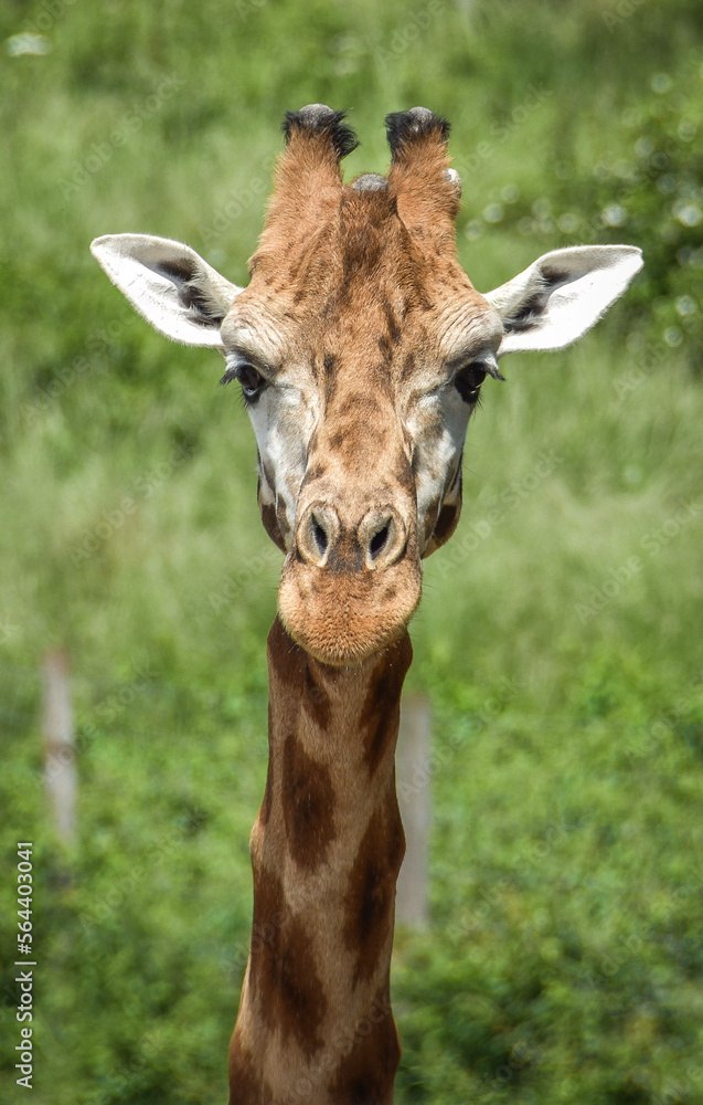 Naklejka premium giraffe eating grass