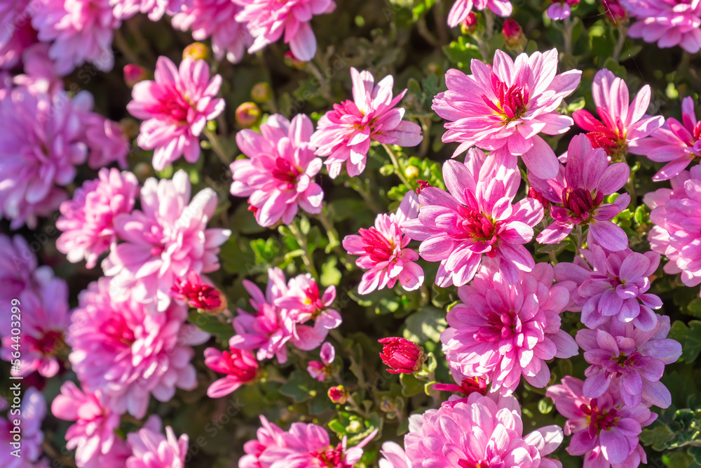 Fresh bright blooming pink chrysanthemums bushes in autumn garden outside in sunny day. Flower background for greeting card, wallpaper, banner, header. Fresh bright blooming pink chrysanthemums bushes in autumn garden outside in sunny day. Flower background for greeting card, wallpaper, banner, header.