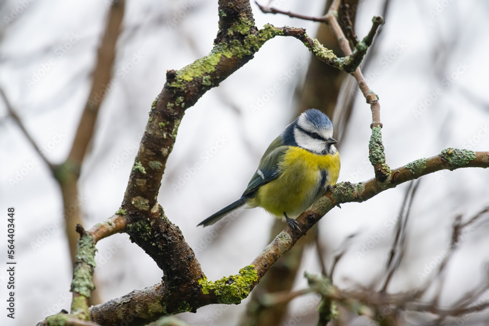 Naklejka premium A blue tit sitting on a wet branch.