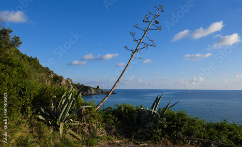 Agave sur fond de mer et ciel bleu à Marina di Camerota