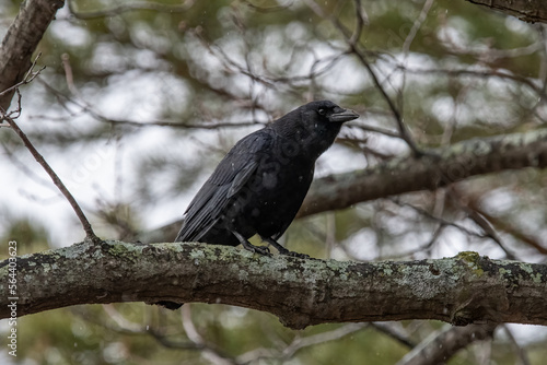 An American Crow on a tree branch.