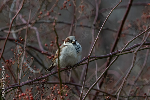 A house sparrow perching in brush.