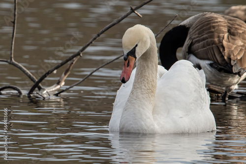 Mute Swan in the water. photo