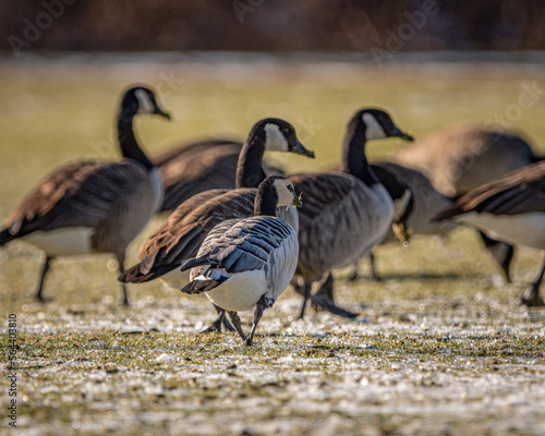 A Barnacle Goose with Canada Geese in Woburn, Massachusetts in Decemeber, 2022. photo