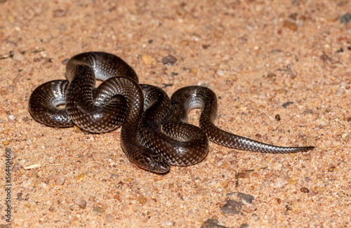 Common Wolf Snake (Lycophidion capense)	