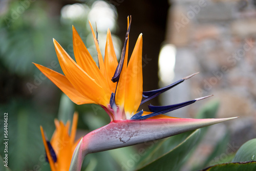 Flores en Morelos