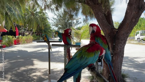 Maldives
Beach 
Kaafu
Bikini Beach
Sand beach
clear water
water sports
palm
sunset
clear water
white sand
light blue water
Indian Ocean
port
island
atoll
parrots
Kaani beach
Kaani  photo