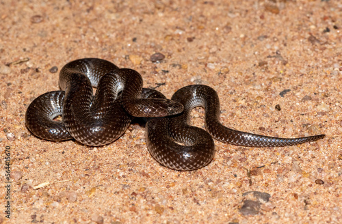 Common Wolf Snake (Lycophidion capense) 