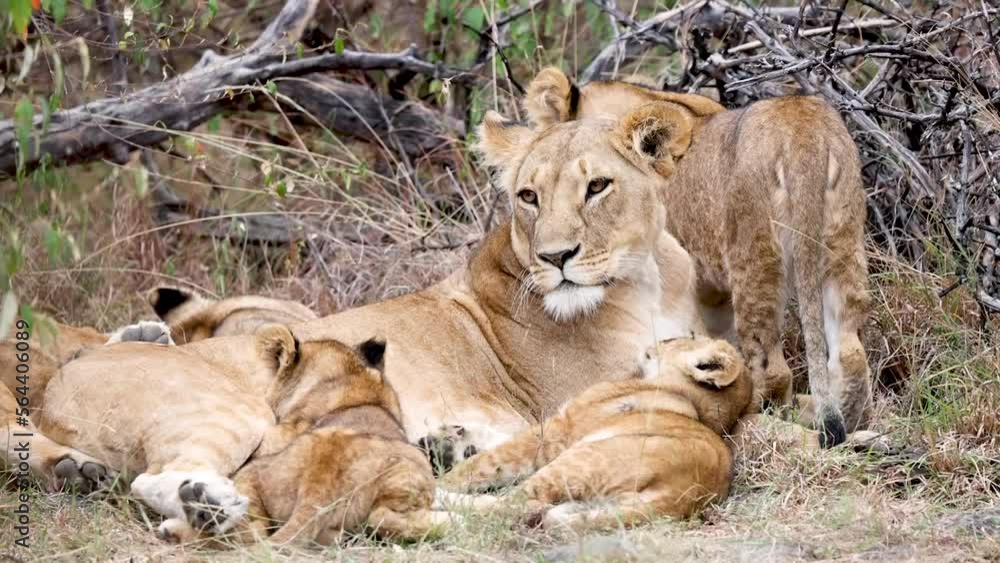 A mother lion with her cubs in the Kenya savannah A mother lion with her cubs in the Kenya savannah