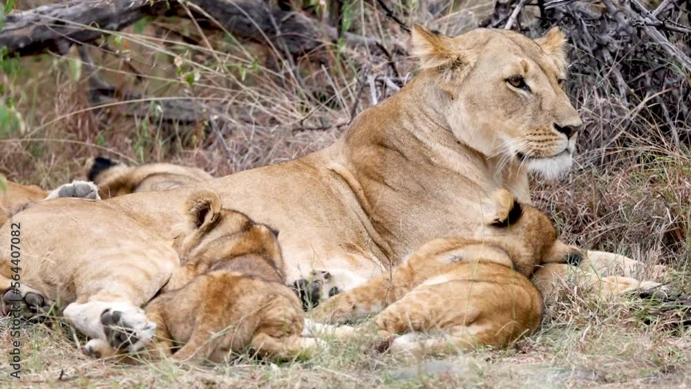 A mother lion with her cubs in the Kenya savannah A mother lion with her cubs in the Kenya savannah