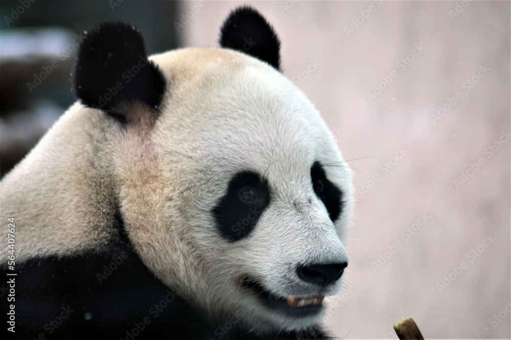 Fototapeta premium giant panda eating bamboo