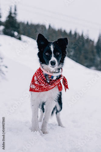 dog in snow border-collie