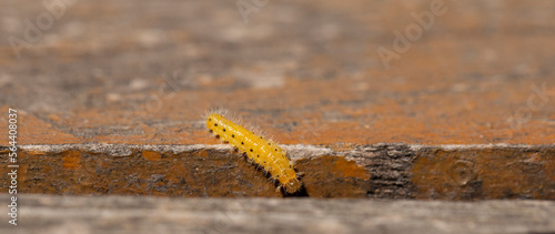 Cladius grandis. Tenthredinidae is the largest family of sawflies. Sawflies are the insects of the suborder Symphyta within the order Hymenoptera. photo