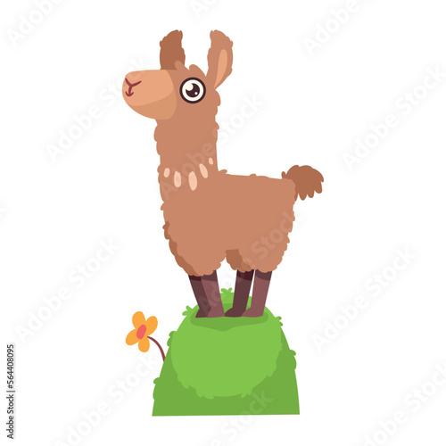 cute llama in mountain