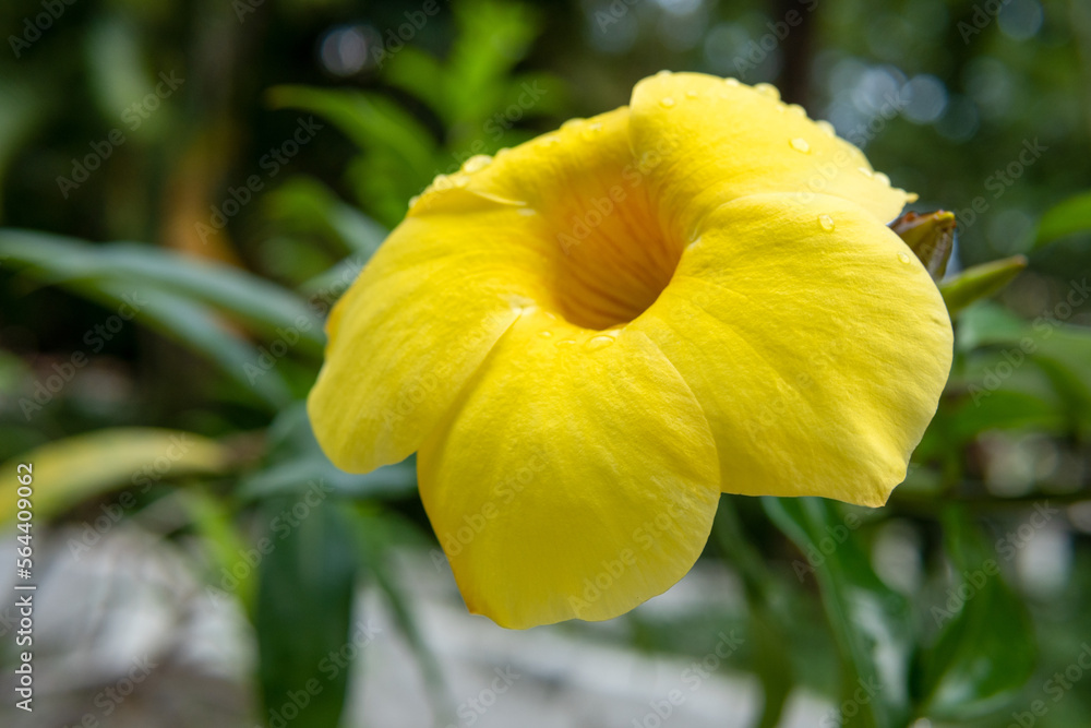 Fototapeta premium Flor amarilla