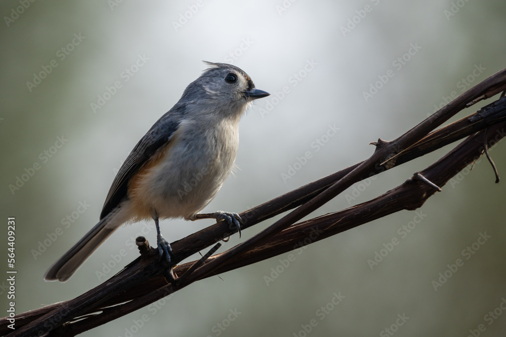 Naklejka premium Tufted Titmouse Perched on Tree Branch