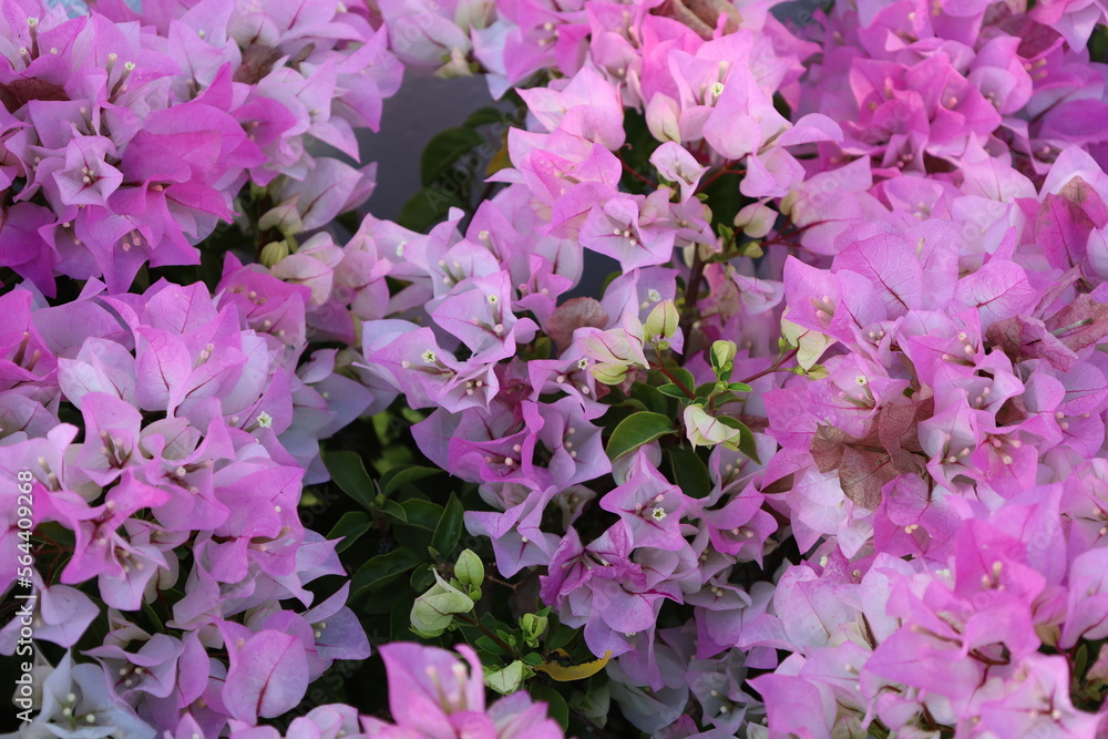 Delicate light pink bougainvilleas closeup Delicate light pink bougainvilleas closeup