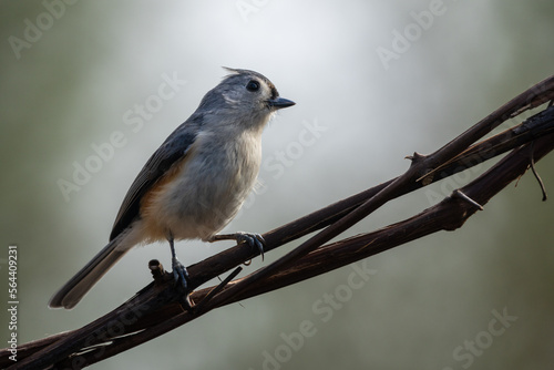 Tufted Titmouse Perched on Tree Branch