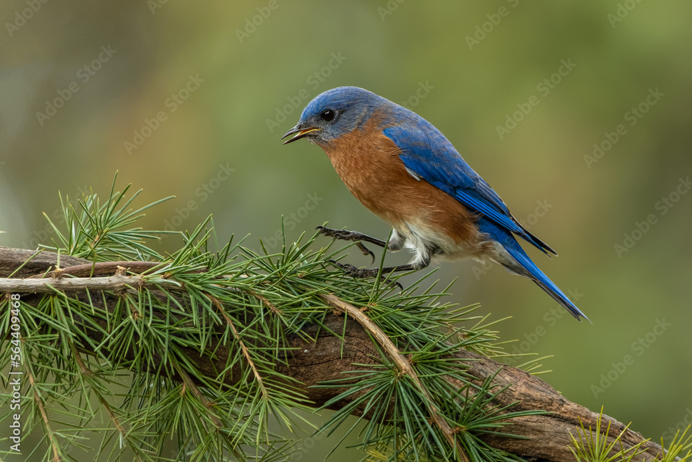 Bluebird hoping on Tree Branch