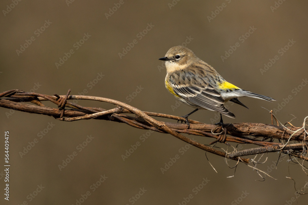 Yellow-rumped Warbler Perched on a vine Yellow-rumped Warbler Perched on a vine