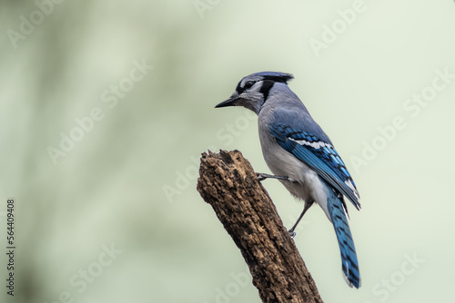 Blue Jay Perched on Tree Stump