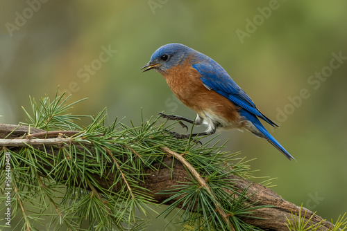 Bluebird hoping on Tree Branch
